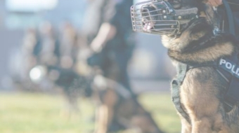 Protecto K9 Dog Handling Services