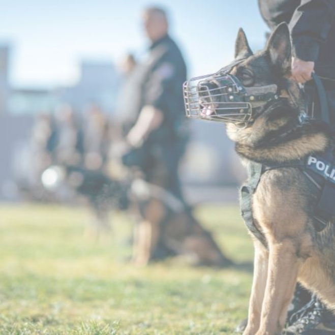 Protecto K9 Dog Handling Services