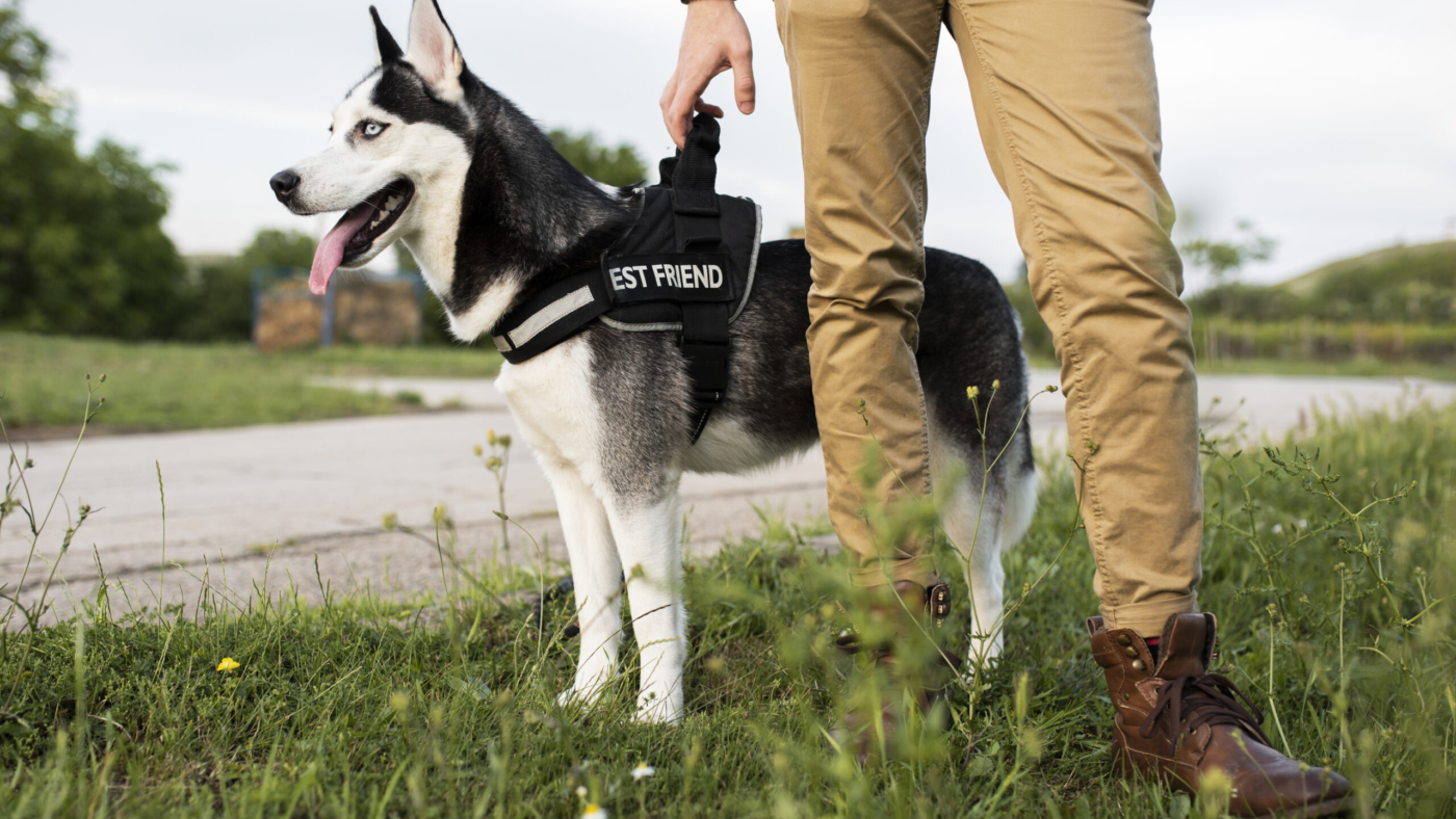 close-up-hand-holding-dog-s-leash