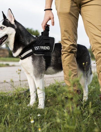 close-up-hand-holding-dog-s-leash-scaled