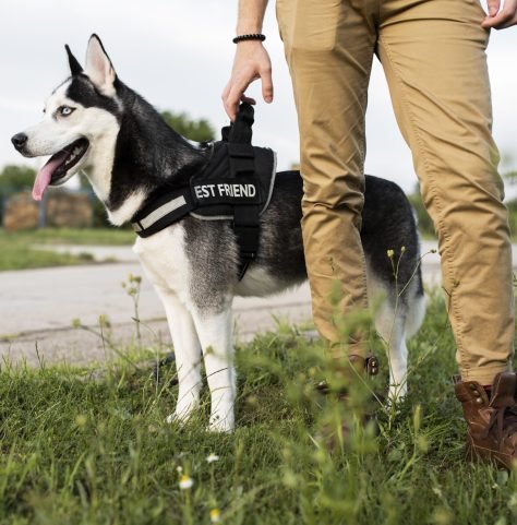 close-up-hand-holding-dog-s-leash-scaled close-up-hand-holding-dog-s-leash-scaled